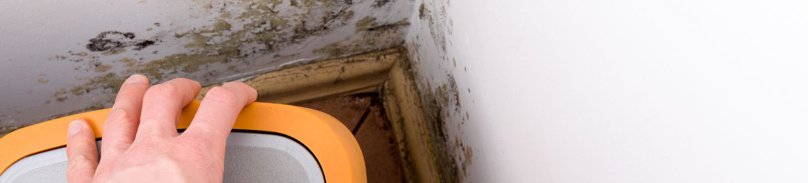 Mold Removal Services